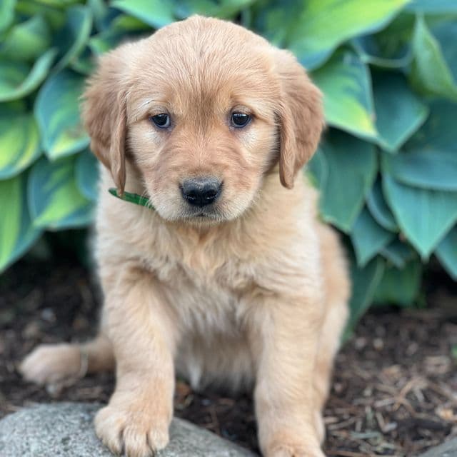 Ruby - Golden Retriever Female