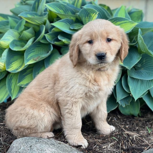 Rebecca - Golden Retriever Female
