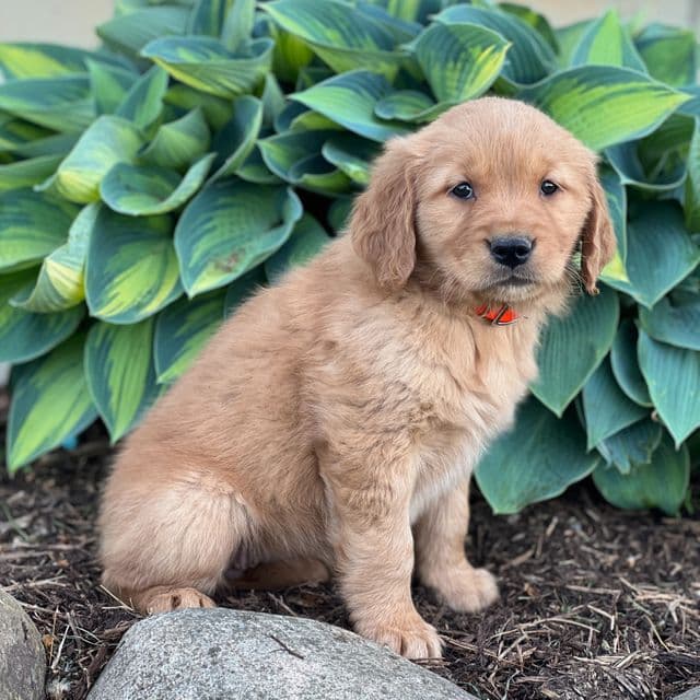 Rosie - Golden Retriever Female