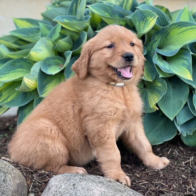 Ressie - Golden Retriever Female