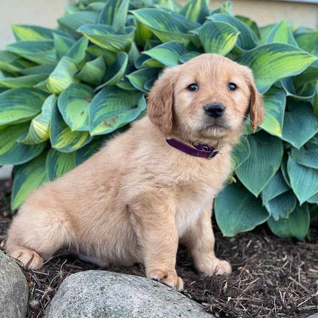 Rhett - Golden Retriever Male