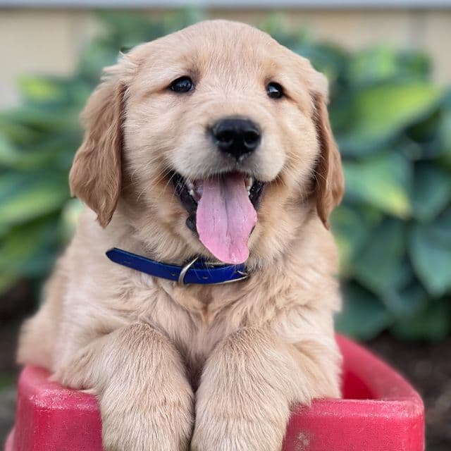 Robin - Golden Retriever Male