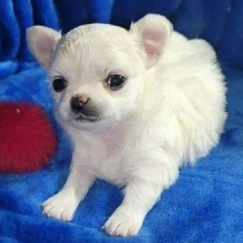 Sasha - Chihuahua Female
