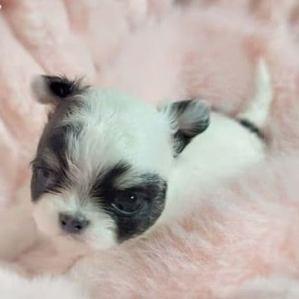 Cookie - Chihuahua Female