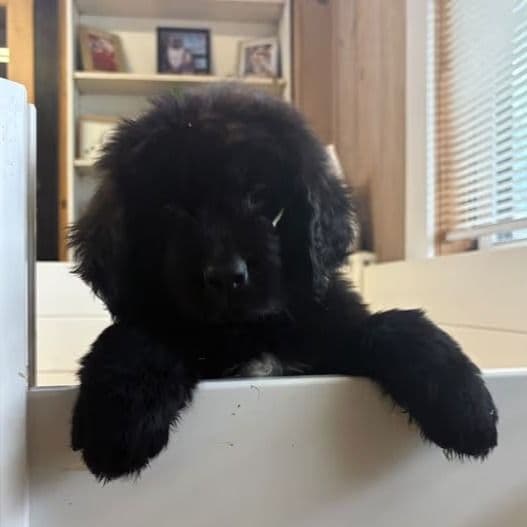Bae  - Newfoundland Female