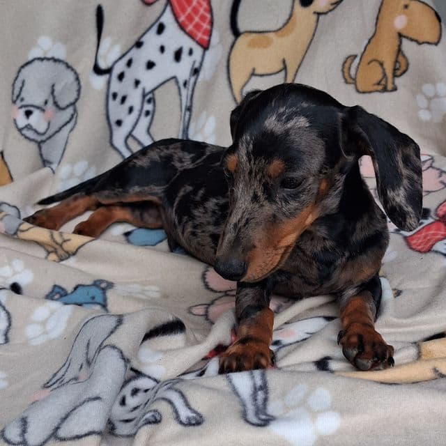 Dapple male - Dachshund Male
