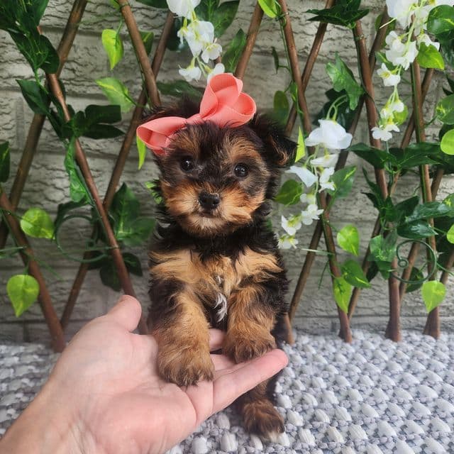 Kiwi - Morkie Female