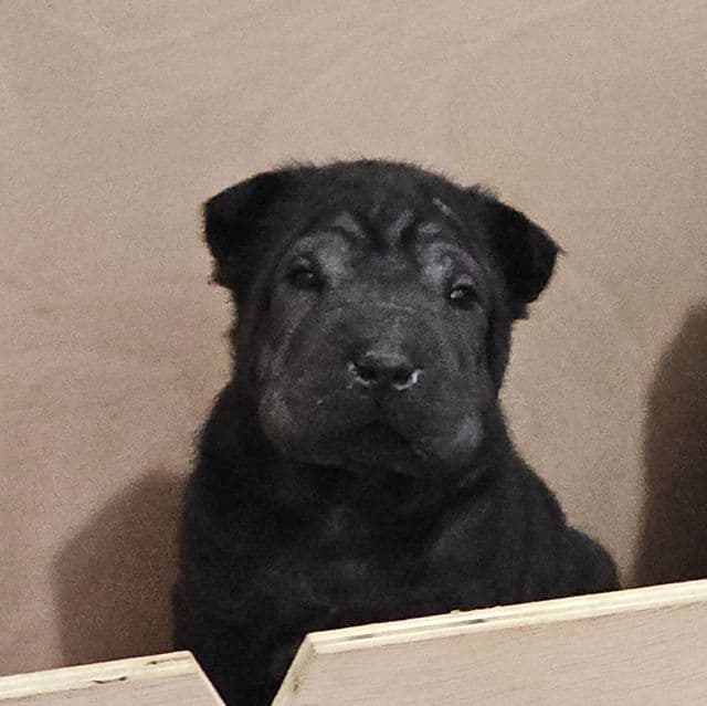 Screws - Chinese Shar-Pei Male