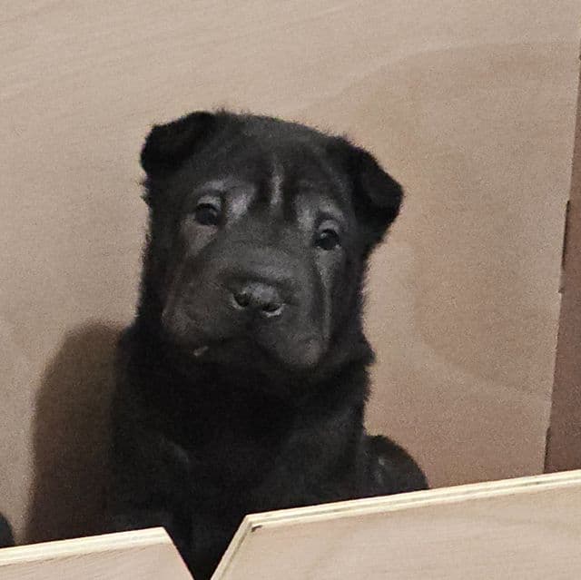 Nails - Chinese Shar-Pei Male