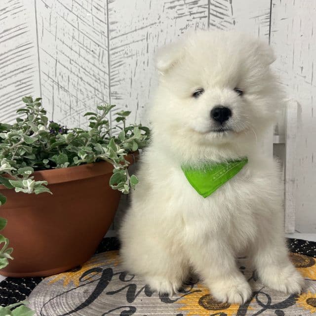 Dozer - Samoyed Male