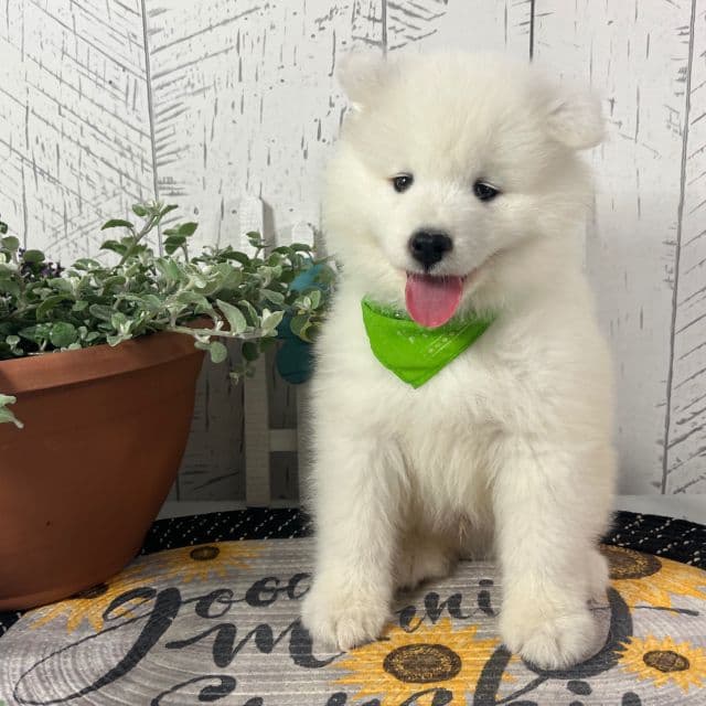 Barney - Samoyed Male
