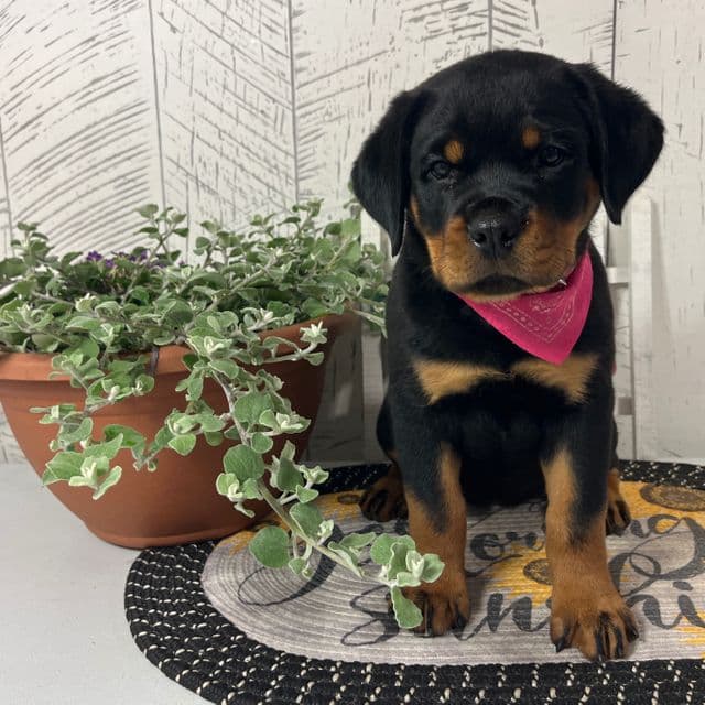 Dolly Reserved - Rottweiler Female