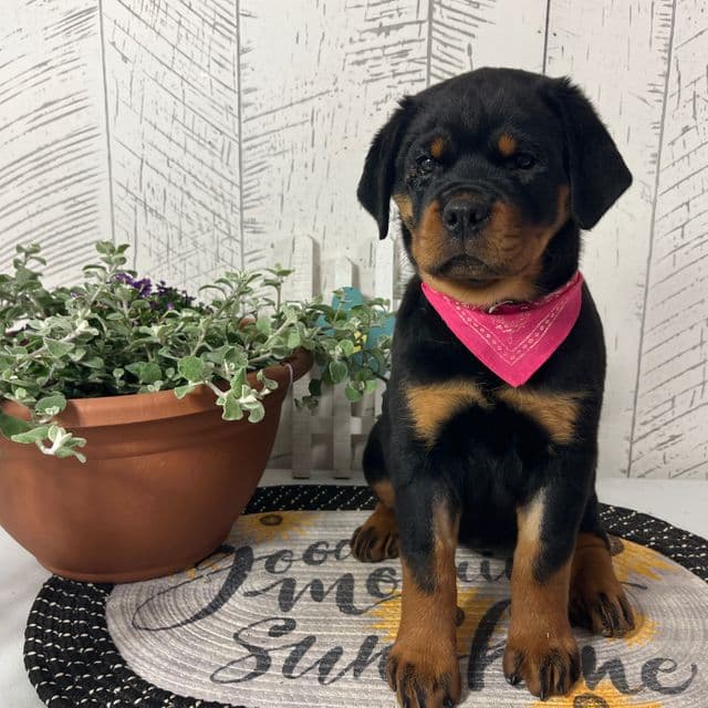 Missy - Rottweiler Female