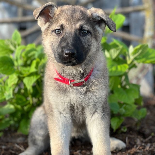 Caramel - German Shepherd Dog Female