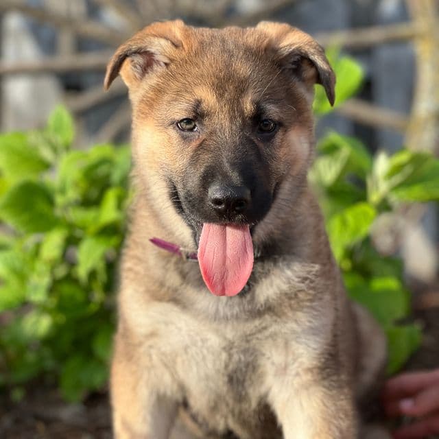 Cruiser - German Shepherd Dog Male