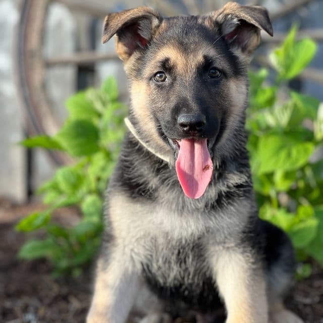 Caden - German Shepherd Dog Male