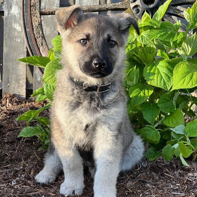 Connor - German Shepherd Dog Male