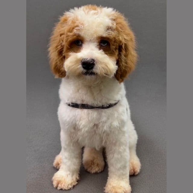 Bonnie Belle - Cockapoo Female