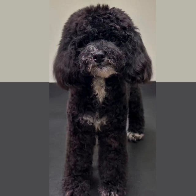 Bessie - Cockapoo Female