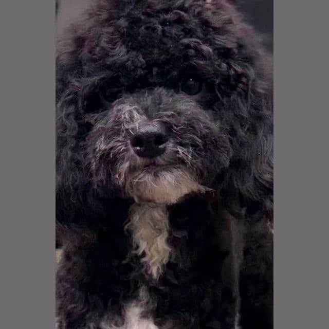 Bessie - Cockapoo Female