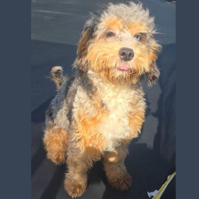Brock - Cockapoo Male