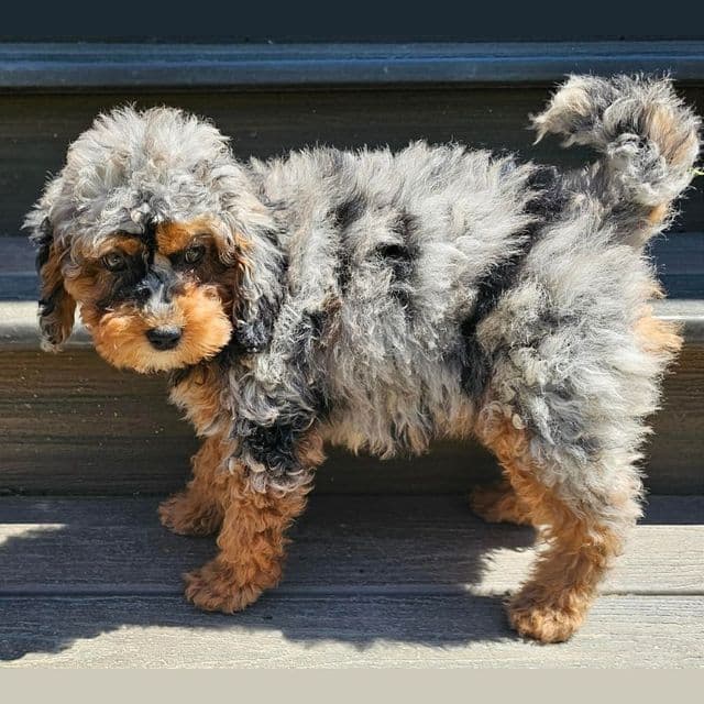Lark - Cockapoo Female