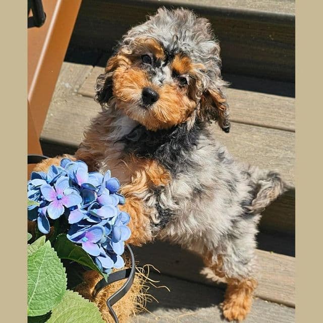 Lark - Cockapoo Female