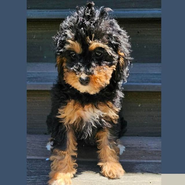 Lyssa - Cockapoo Female