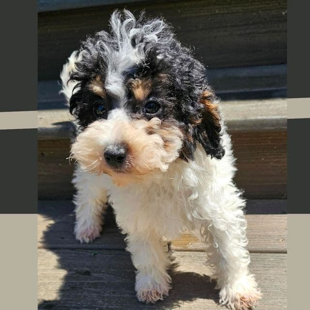 Lyndon - Cockapoo Female