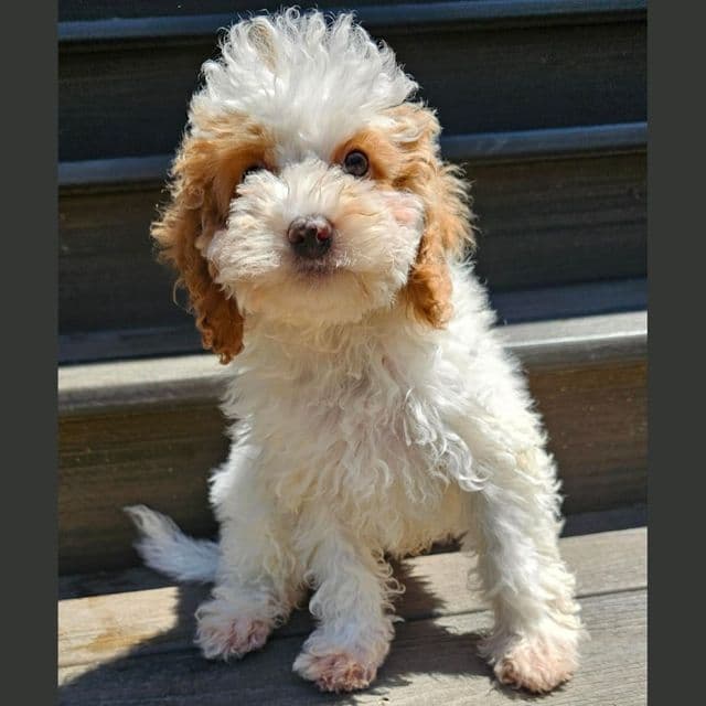 Laken - Cockapoo Female