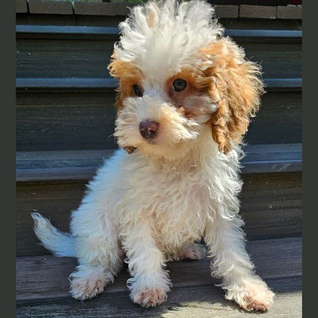 Laken - Cockapoo Female