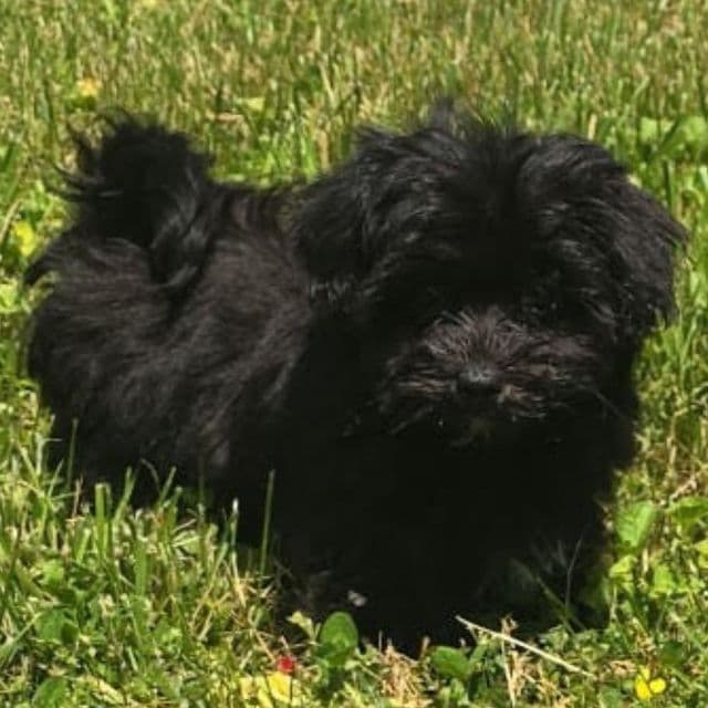 Catia - Maltipoo Female