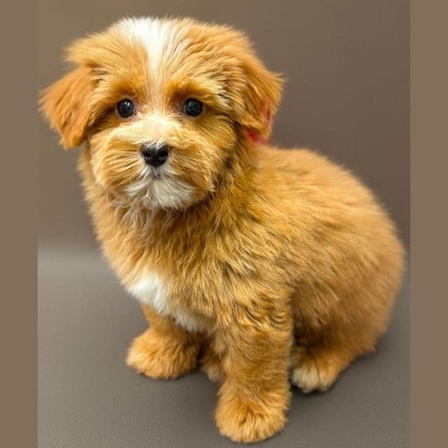  Emerson - Yorkipoo Male