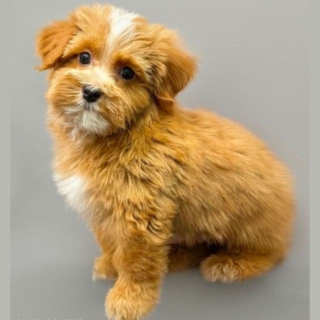  Emerson - Yorkipoo Male