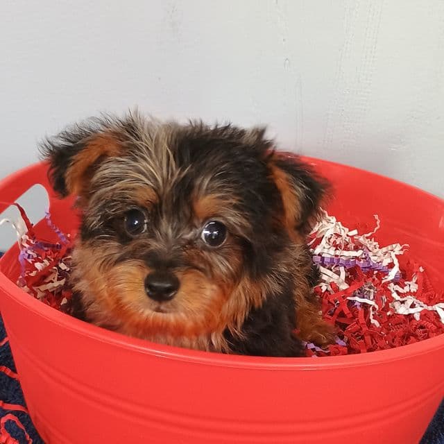 Frankie - Yorkshire Terrier Male