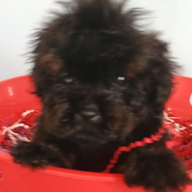 Spartan  - Cockapoo Male