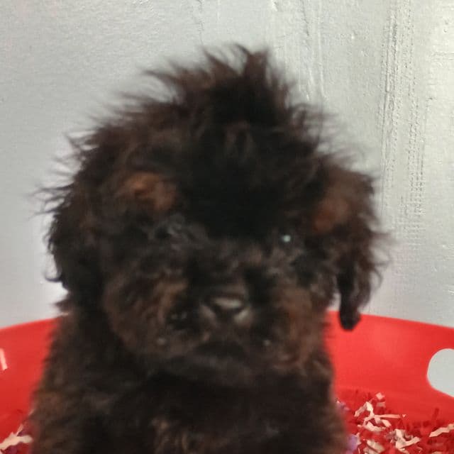 Spartan  - Cockapoo Male