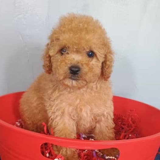 Chelsi - Cavapoo Female