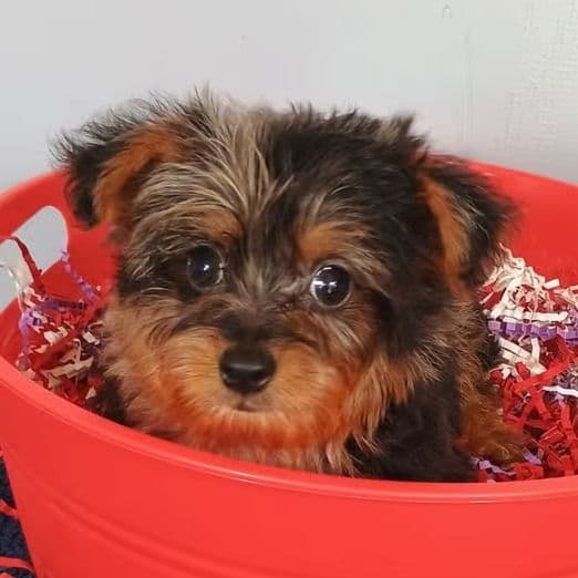 Frankie - Yorkshire Terrier Male