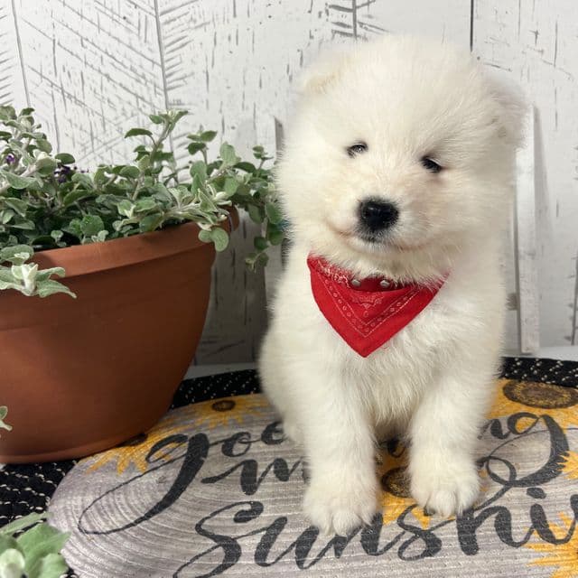 Ellie - Samoyed Female