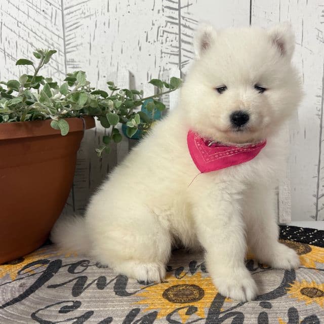 Chloe - Samoyed Female
