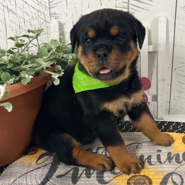 Layla - Rottweiler Female