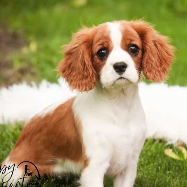 Izzy - Cavalier King Charles Spaniel Female