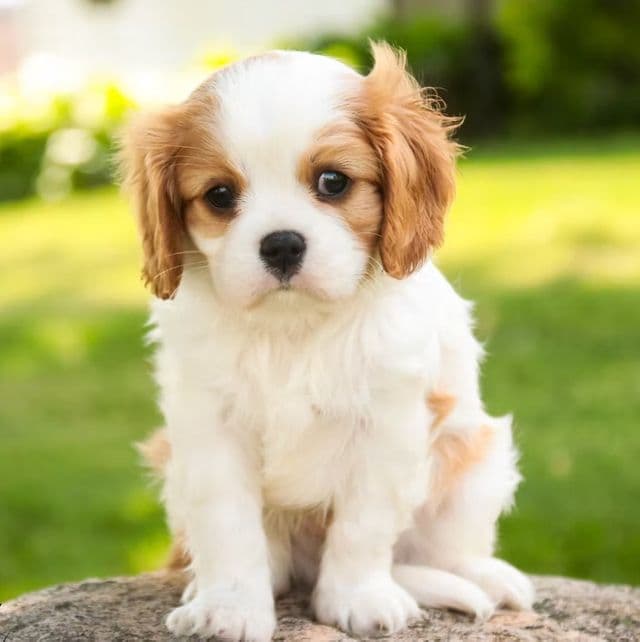 Lars - Cavalier King Charles Spaniel Male