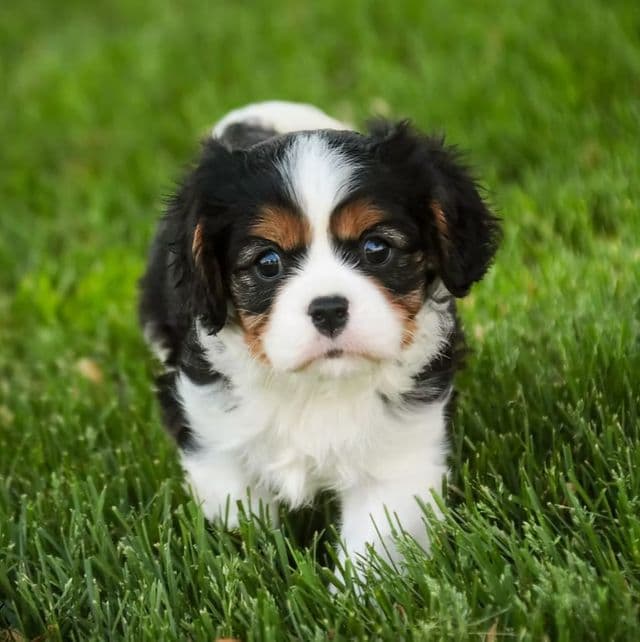 Landry - Cavalier King Charles Spaniel Male
