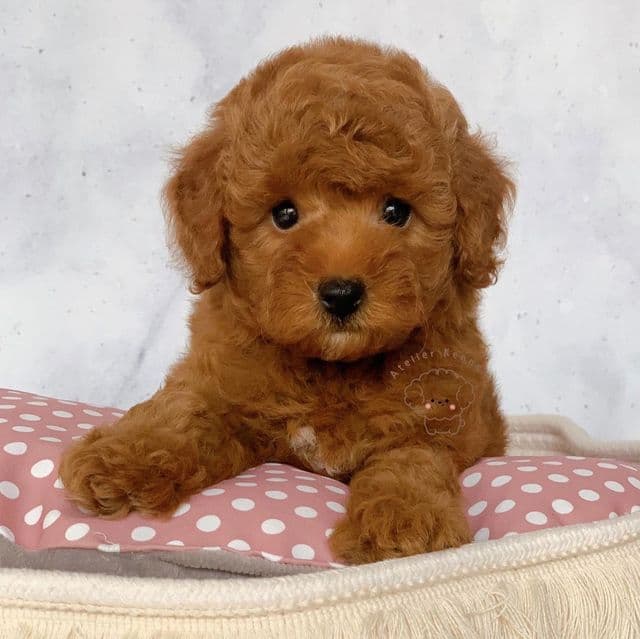 Pepper  - Toy Poodle Male