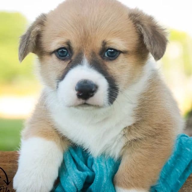 Ripley - Pembroke Welsh Corgi Male
