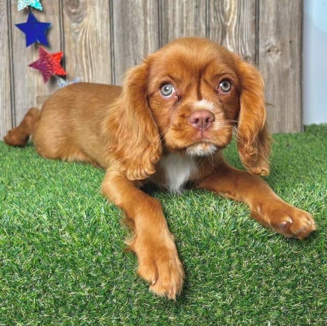 Amos - Cavalier King Charles Spaniel Male