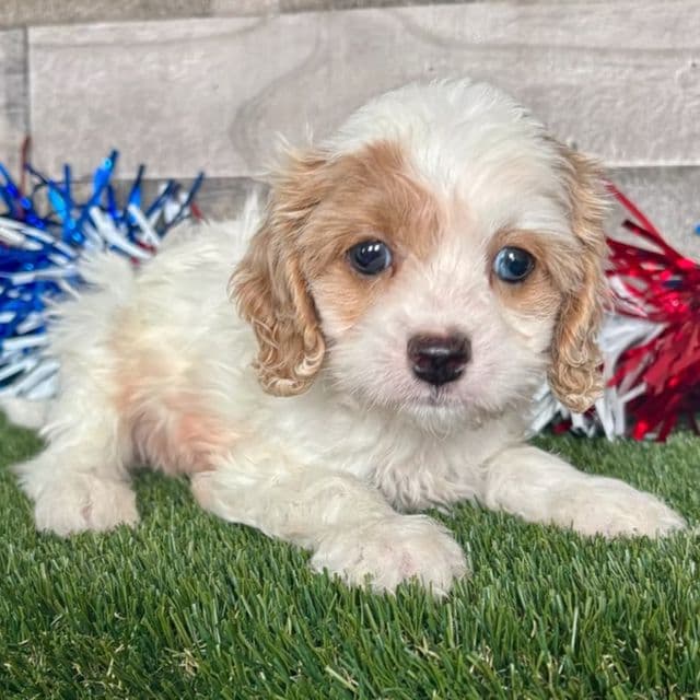 Callie - Cavapoo Female