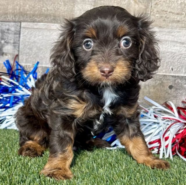 Duke - Cavapoo Male